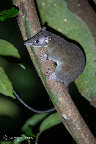 Northern Short-furred Dasyure (Murexia maxima) — Data Deficient Mammalia