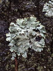 Parmelia sulcata