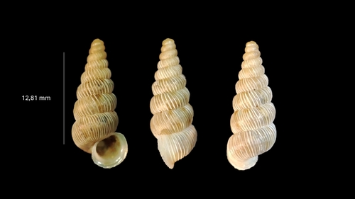 Cochlostoma scalarinum