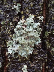 Parmelia sulcata