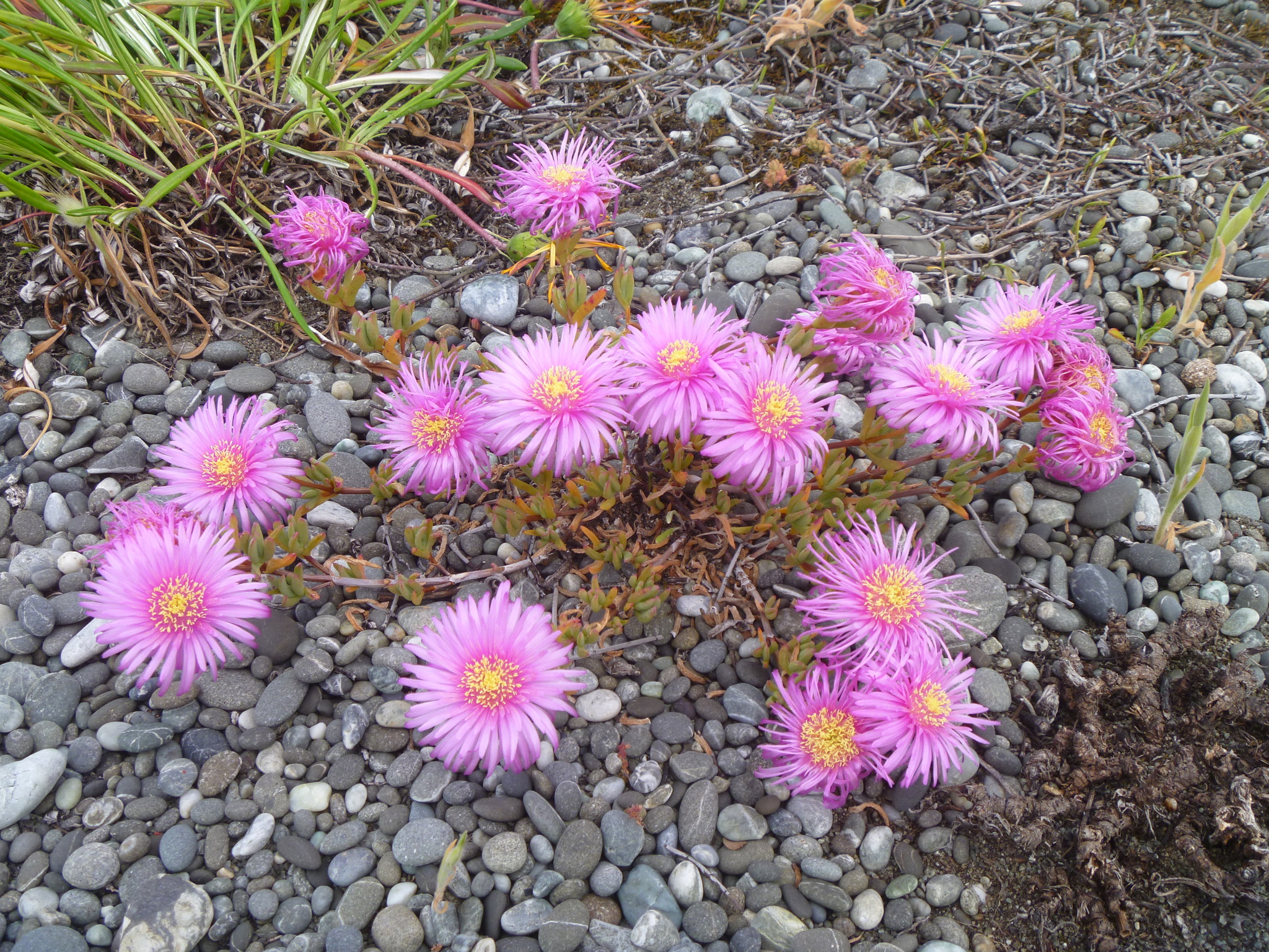 Mesembryanthemum spectabile 3