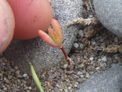 Lampranthus spectabilis