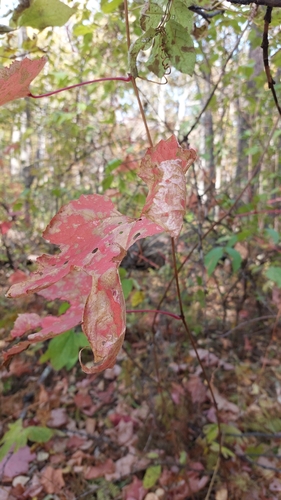 Amur grape (Vitis amurensis)