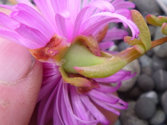 Lampranthus spectabilis
