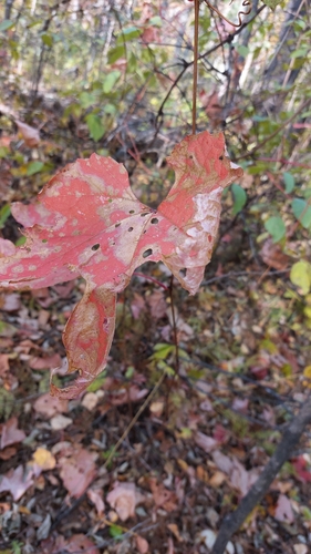 Vitis amurensis, photograph 6