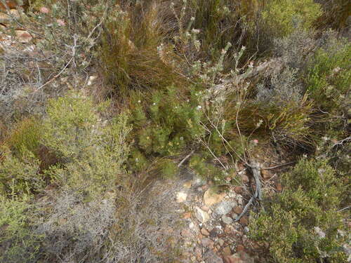 Lap Spiderhead (Serruria gremialis)