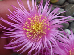 Lampranthus spectabilis