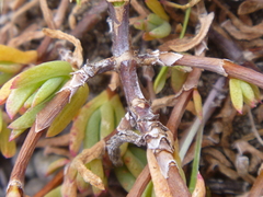 Lampranthus spectabilis
