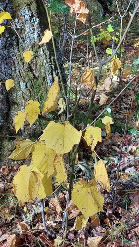 Acer tegmentosum, photograph 3
