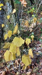 Acer tegmentosum, photograph (c) Lena Perova, some rights reserved (CC BY)