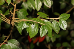 Cotoneaster simonsii