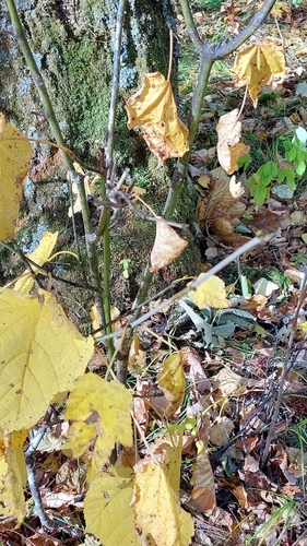 Acer tegmentosum, photograph 4