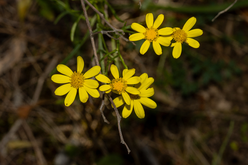 Variable Groundsel (Senecio spanomerus)