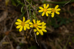 (c) T. Hammer, some rights reserved (CC BY) Senecio spanomerus, photograph (c) T. Hammer, some rights reserved (CC BY)