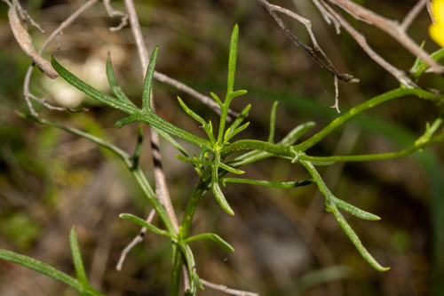 Senecio spanomerus