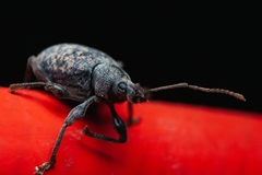 Otiorhynchus aurifer