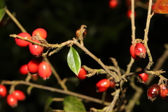 Cotoneaster simonsii