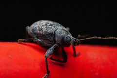 Otiorhynchus aurifer