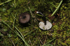 Entoloma anatinum
