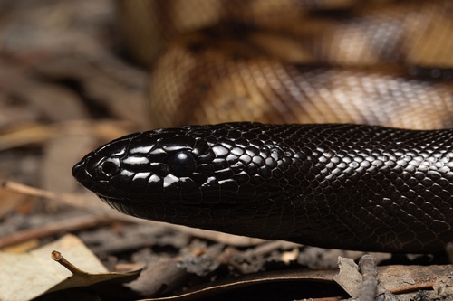 Black-headed Python sighting