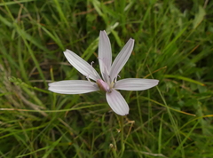 Scorzonera purpurea