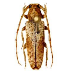 Bisaltes tibialis
