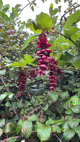 Himalayan honeysuckle