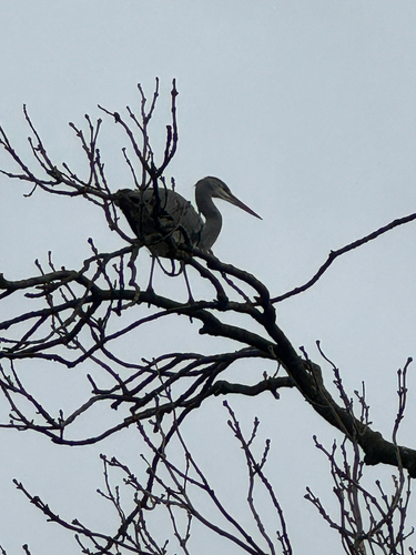 Grey Heron