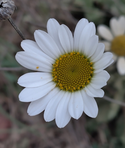 Leucanthemum pallens, photograph 5