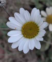 Leucanthemum pallens, photograph (c) Benoit NABHOLZ, some rights reserved (CC BY-SA)