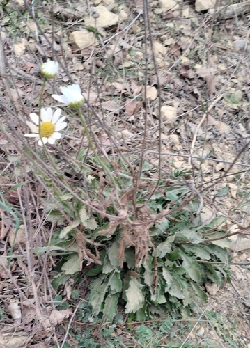 Leucanthemum pallens, photograph 6