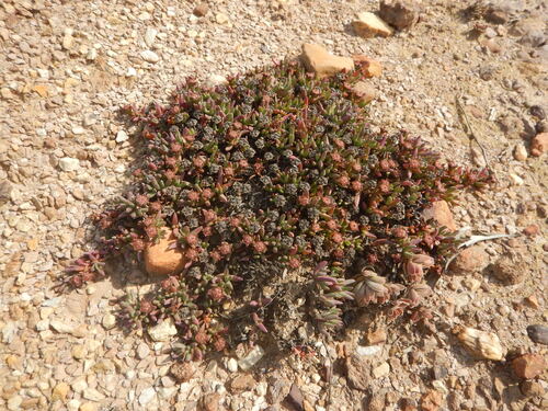 Botriver Tiptoothfig (Acrodon parvifolius)