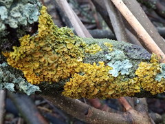 Xanthoria parietina