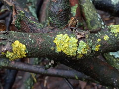 Xanthoria parietina