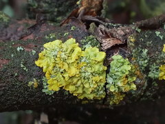 Xanthoria parietina
