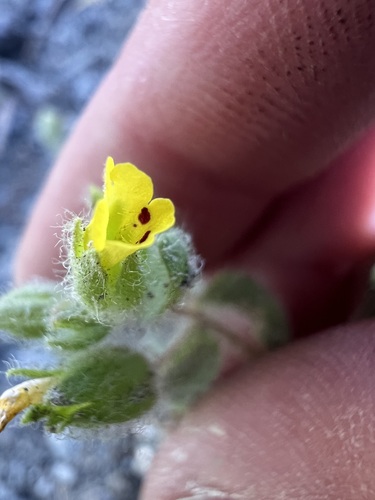 False Monkeyflower (Mimetanthe pilosa)
