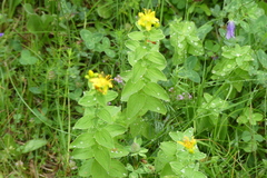 Hypericum albiflorum