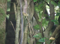 Lardizabala biternata