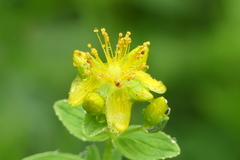 Hypericum albiflorum