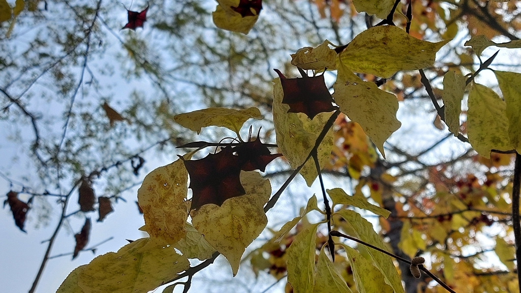 Euonymus macropterus; photograph (c) Lena Perova, some rights reserved (CC BY)