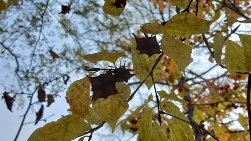 Large-winged spindle (Euonymus macropterus)