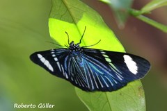 Hypocrita fenestraria