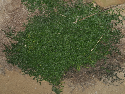 Soleirolia soleirolii