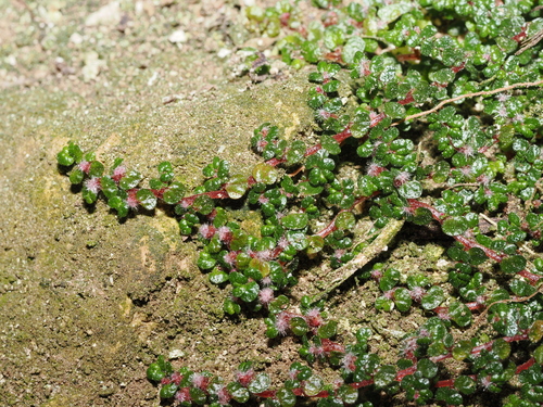 Soleirolia soleirolii