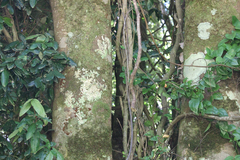 Lardizabala biternata