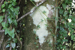 Lardizabala biternata