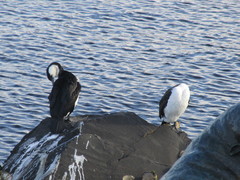 Phalacrocorax fuscescens