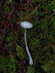 Lepiota sequoiarum