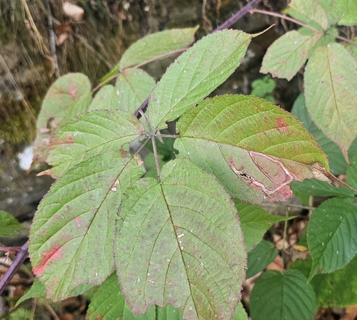 Unknown species found near Jenkins Township, PA, USA