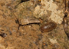 Ctenolepisma ciliatum